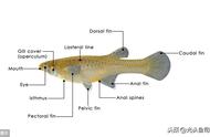 食蚊鱼：灭蚊救星还是生态隐患？