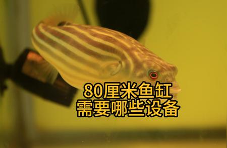 80厘米鱼缸全套配置清单