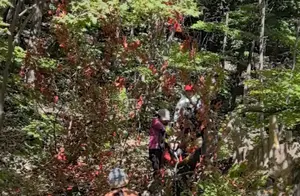 辽宁本溪‘枫王’树遭游客破坏，景区回应及警方介入