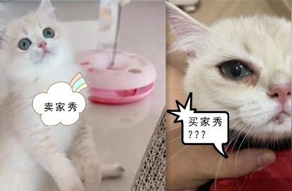 南宁女子网购宠物猫遭遇惊魂记：病猫变萌猫？卖家反诉惹争议！