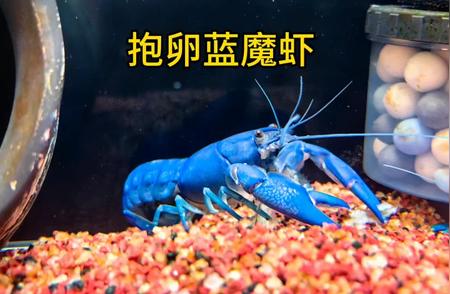 抱卵蓝魔虾：珍稀水族的养殖秘诀