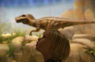 琥珀中的迷你巨兽：身长仅5.5厘米的史前恐龙
