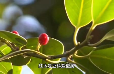 豆科紫檀与黄檀：探索两种珍稀植物的奥秘