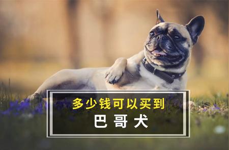 巴哥犬价格差异原因探究