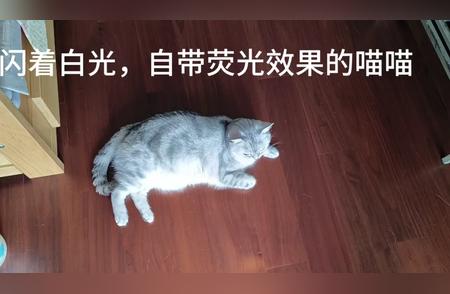 探索神秘的荧光猫世界