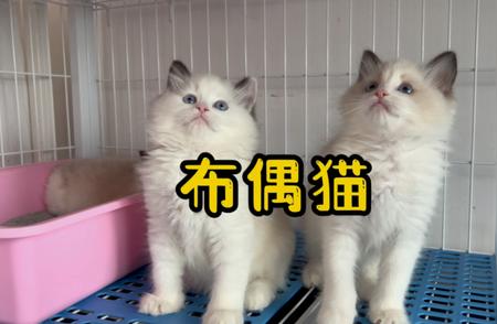 布偶猫：万千少女的挚爱之选！