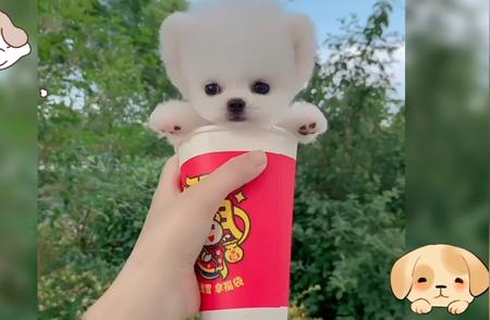 茶杯犬：世界最小犬种之谜