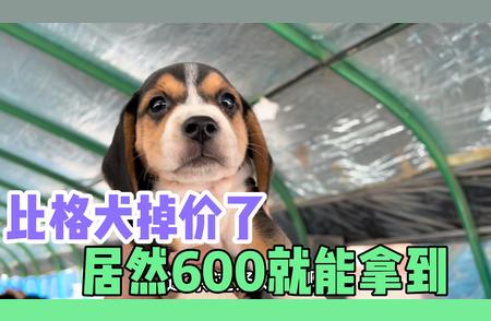 比格犬价格大揭秘：从难求一犬到如今的惊喜价位