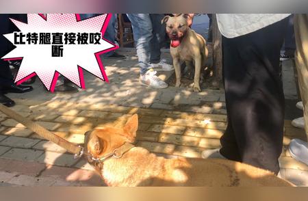 实拍：比特犬激烈咬架现场，究竟隐藏怎样的恩怨纷争？