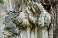 湖南的1.5亿年神秘石头大树，隐藏着什么秘密？