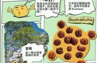 漫画揭秘：金刚菩提子的秘密