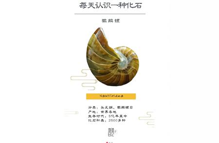 每日一化石：古生物科普之旅