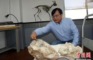 科学家揭秘：700万年前化石揭示真板齿犀的起源之谜