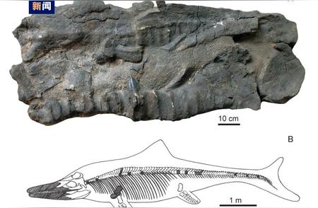 喜马拉雅再现巨型鱼龙化石，距离上次已有60年
