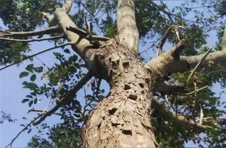 海南黄花梨遭五村民砍伐，树龄105年成历史