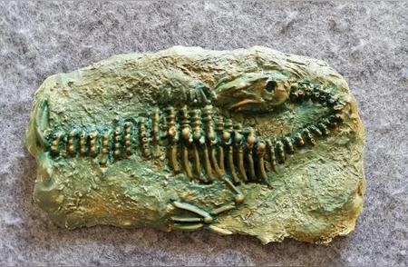 揭秘五亿年前：山东小山中的古生物化石揭示了生命演化的奥秘
