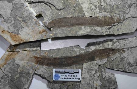 河北挖掘出约1.34亿年前的孟氏中生鳗化石，刷新历史记录