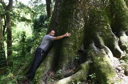 老人种植珍稀金丝楠，五年成林金光闪闪，年收入破亿