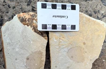 湖南惊现5.4亿年前完整海绵化石