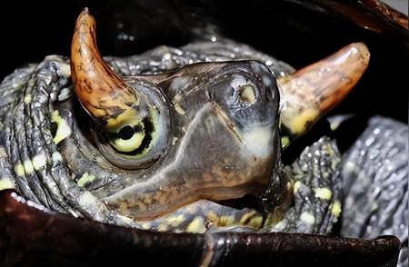 世界奇观图集：20张展示眼生角的珍稀乌龟与昂贵蛋白石