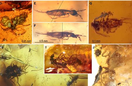 琥珀中的交配现场：4100万年后成为人类围观的奇观