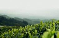 制茶专家解析：普洱春茶、夏茶、秋茶，各有何独特之处？