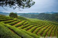 中国茶文化：婺源茗眉的魅力