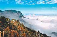 庐山雾根茶：人文圣山的探访之旅