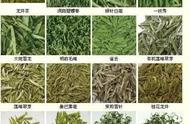 探索中国：品尝各种茶叶，你尝过多少种？