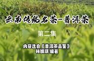 【普洱茶品鉴】探索云南传统名茶-普洱茶的第二集
