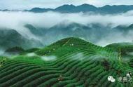 庐山云雾中的绝美好茶：深度探索