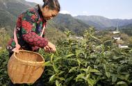 黄山毛峰：中国十大名茶之一的富溪高山茶园正式开采
