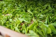 中国十大绿茶排行榜：香气浓郁，滋味醇厚，你喝过几种？