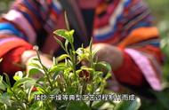 中国十大绿茶知识，你了解多少？