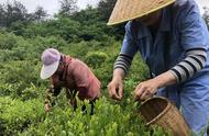 浙江千年贡茶：一片茶叶的乡村振兴之旅