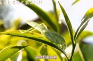 湖南君山银针：洞庭湖的珍稀茶叶，中国名茶的代表