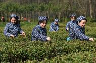 南京钟山雨花春茶的春季开采盛况