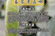 揭秘西湖龙井：如何区分真假龙井茶？