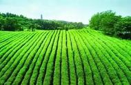 扬州贡茶：平山茶，蒙顶甘露般的滋味