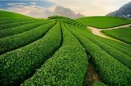 中国各茶叶大省的特色名茶，你的家乡上榜了吗？