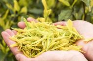 中国茶叶品种大全：一份值得收藏的统计资料