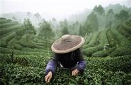 茶香之旅：川茶的奇妙旅程