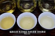 中国茶叶的瑰宝：福鼎白茶