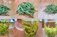 黄山毛峰：土种与早茶品种的对比分析