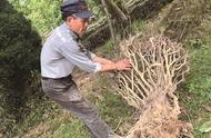 洞庭山碧螺春原产地老茶树遭砍伐，千年名茶面临危机