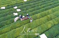 泰和县的夏季茶叶采摘盛况