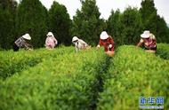 日照山东：秋茶采摘的繁忙季节