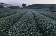 西湖龙井茶叶的生长是否受“过山车式”气温影响？茶农来解答！