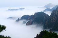 黄山云雾中的绿茶瑰宝——黄山毛峰