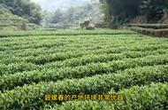 中国名茶精选：碧螺春的传奇